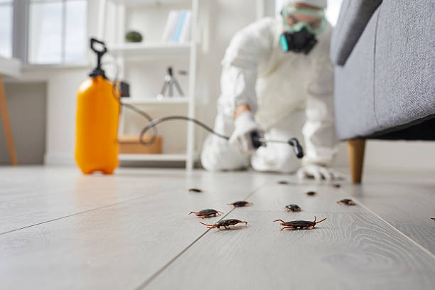Commercial Rodent Management in Beloit